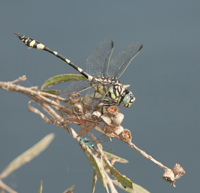 Ictinogomphus australis